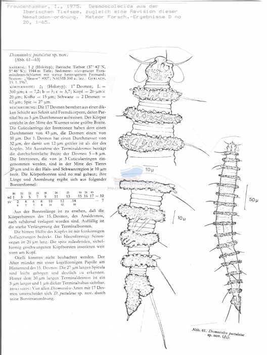 Desmoscolex pustulatus