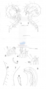 Dracognomus tinae