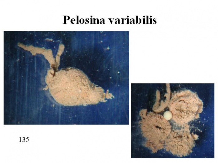 Pelosina variabilis