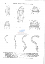 Draconema antarcticum