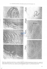 Draconema antarcticum