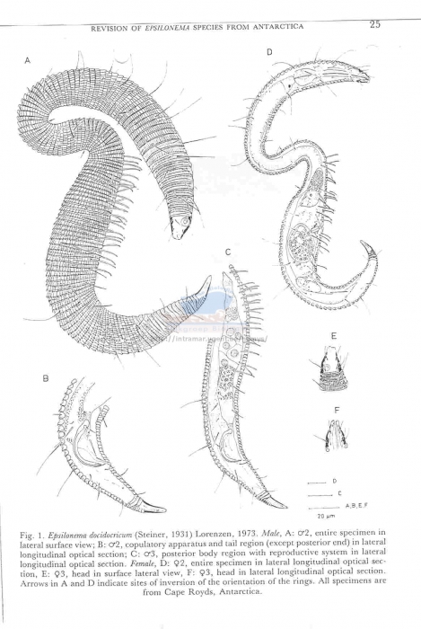 Epsilonema docidocricum