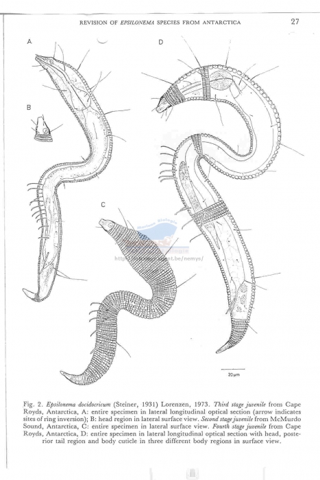 Epsilonema docidocricum