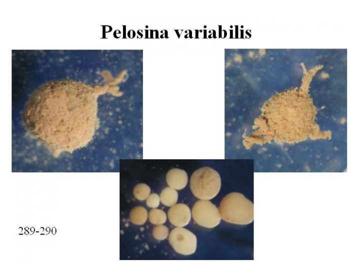 Pelosina variabilis Pelosina variabilis