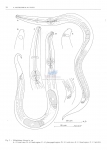 Nematode file-library of the Marine Biology Section (Ghent University, Belgium)