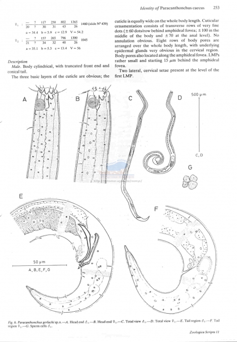 Paracanthonchus gerlachi