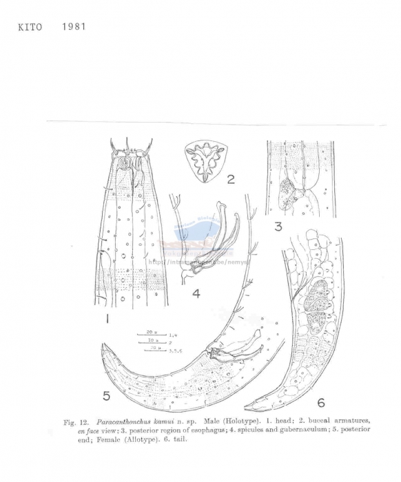 Paracanthonchus kamui