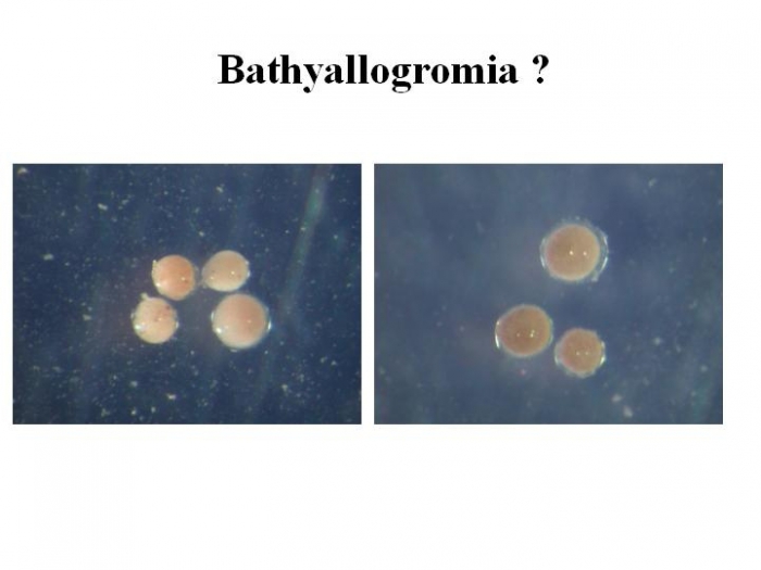 Bathyallogromia sp.