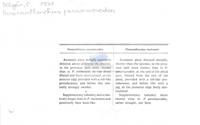 Paracanthonchus paramacrodon