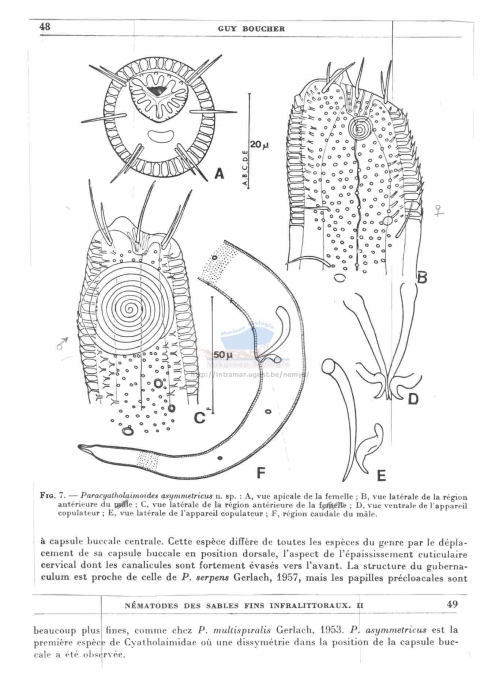 Paracyatholaimoides asymmetricus