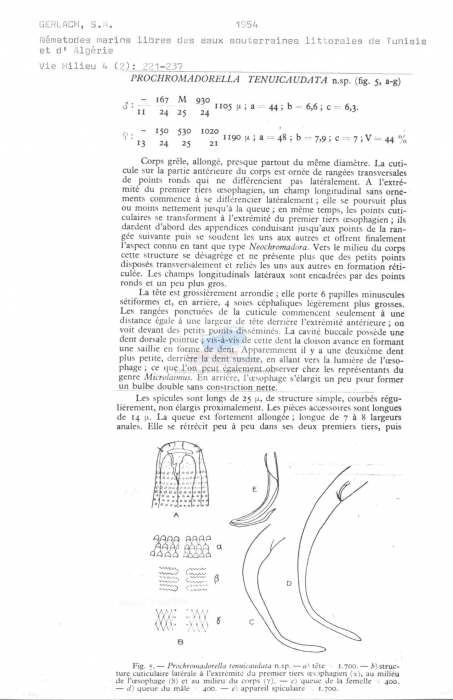 Prochromadorella tenuicaudata