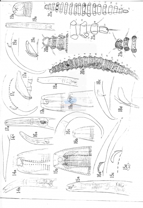 Desmoscolex eurycricus