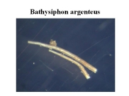 Bathysiphon argenteus