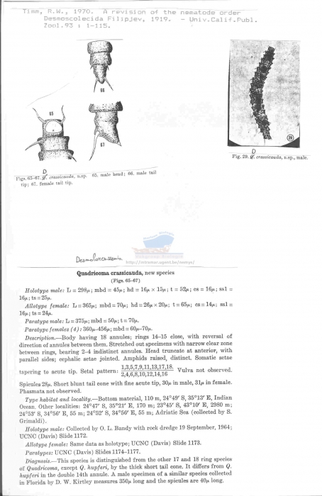 Desmolorenzenia crassicauda