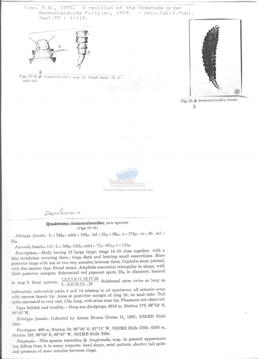 Desmolorenzenia desmoscolecoides