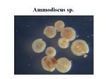 Ammodiscus