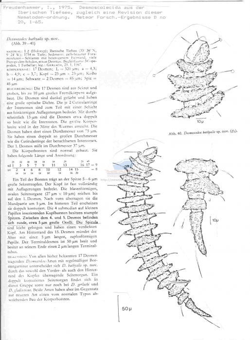 Desmoscolex bathyalis