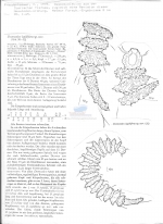 Desmoscolex lapilliferus