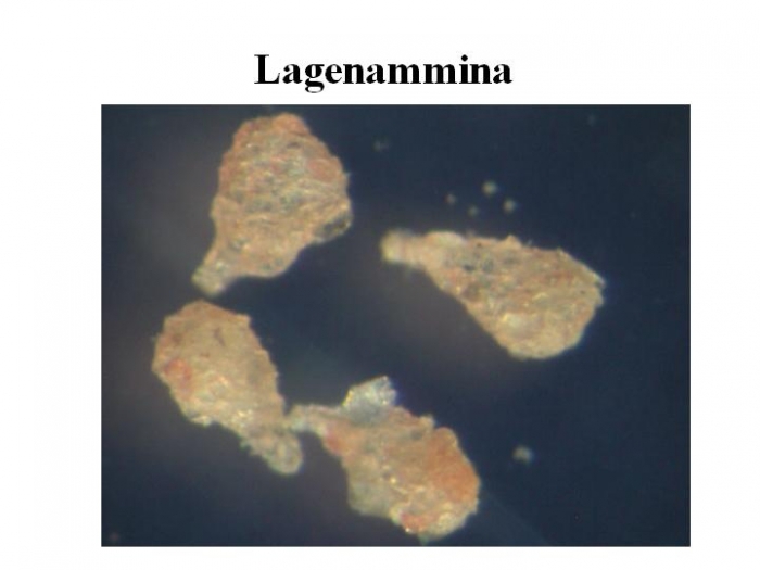 Lagenammina