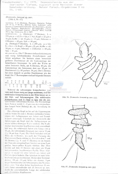 Desmoscolex lorenzeni