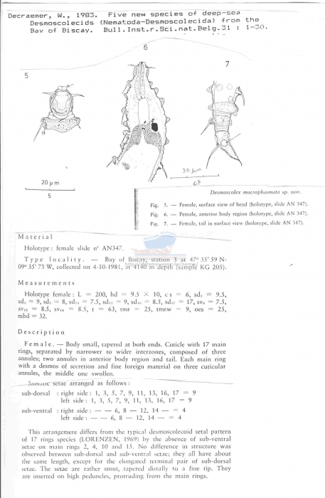 Desmoscolex macrophasmata