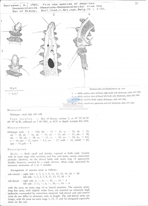 Desmoscolex paralongisetosus