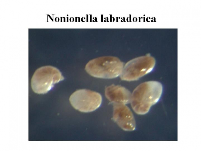 Nonionella labradorica