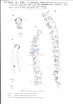 Desmotricoma spinicauda