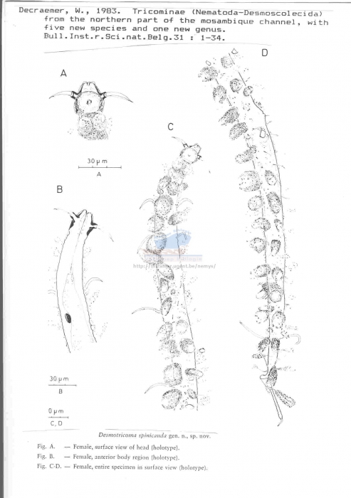 Desmotricoma spinicauda