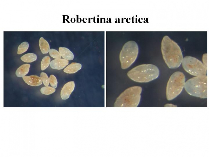 Robertina arctica