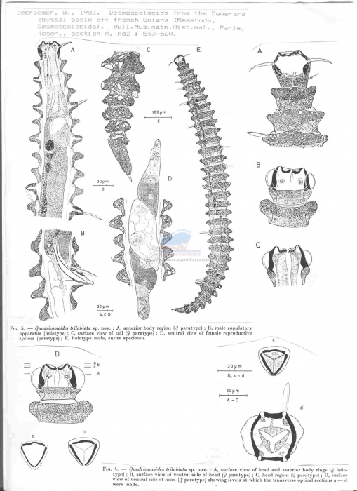 Quadricomoides trilabiata