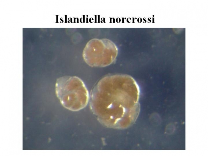 Islandiella norcrossi Islandiella norcrossi
