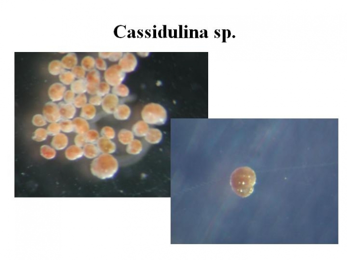Cassidulina