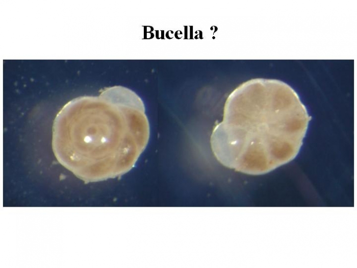 Bucella