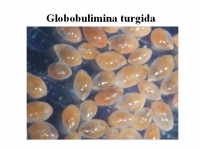 Globobulimina turgida, author: Jan Pawlowski