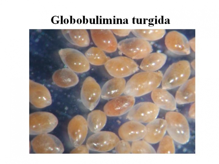 Globobulimina turgida