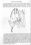 Nematode file-library of the Marine Biology Section (Ghent University, Belgium)