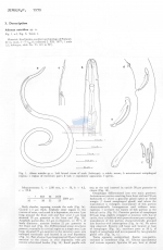 Adorus astridae