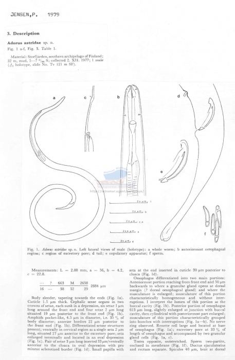 Adorus astridae