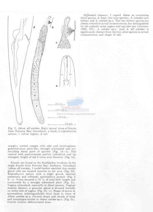 Adorus astridae