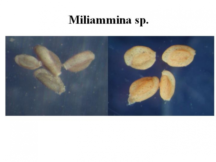 Miliammina