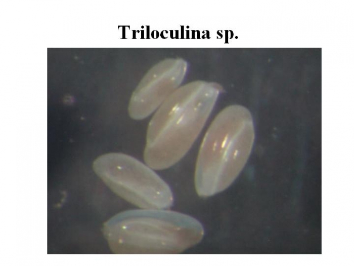 Triloculina