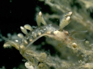Tergipes tergipes (Forssk, 1775)
