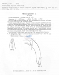 Nematode file-library of the Marine Biology Section (Ghent University, Belgium)