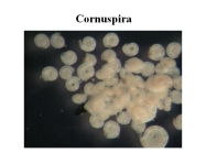 Cornuspira