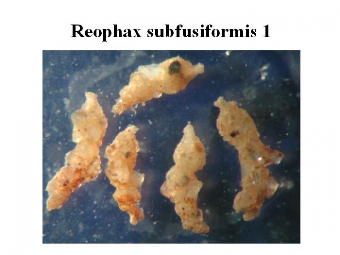 Reophax subfusiformis