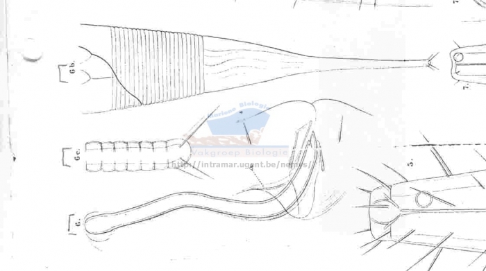 Daptonema normandicus