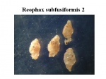 Reophax subfusiformis