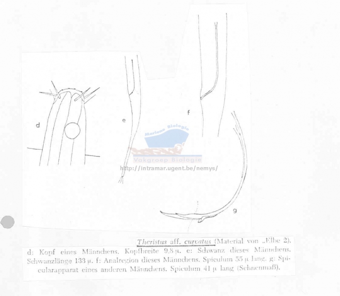 Daptonema riemanni