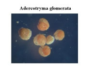 Adercotryma glomerata